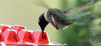 Ant Proof Hummingbird Feeder – Outdoor Hanging Perch for Garden, Summer Party