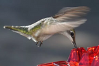 Ant Proof Hummingbird Feeder – Outdoor Hanging Perch for Garden, Summer Party