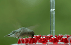 Ant Proof Hummingbird Feeder – Outdoor Hanging Perch for Garden, Summer Party