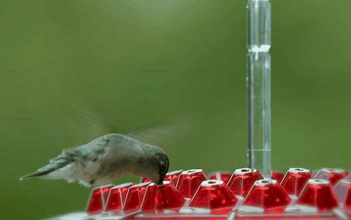 Ant Proof Hummingbird Feeder – Outdoor Hanging Perch for Garden, Summer Party
